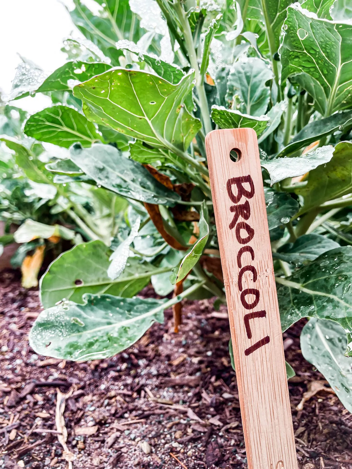 SEATTLE SEED CO. | Wood Plant Labels