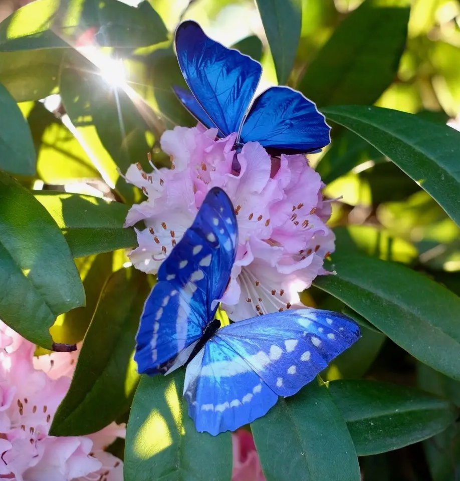 MOTH & MYTH | Morphos & Monarch Butterfly Set