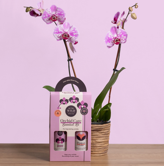 WE THE WILD | Orchid Essential Kit