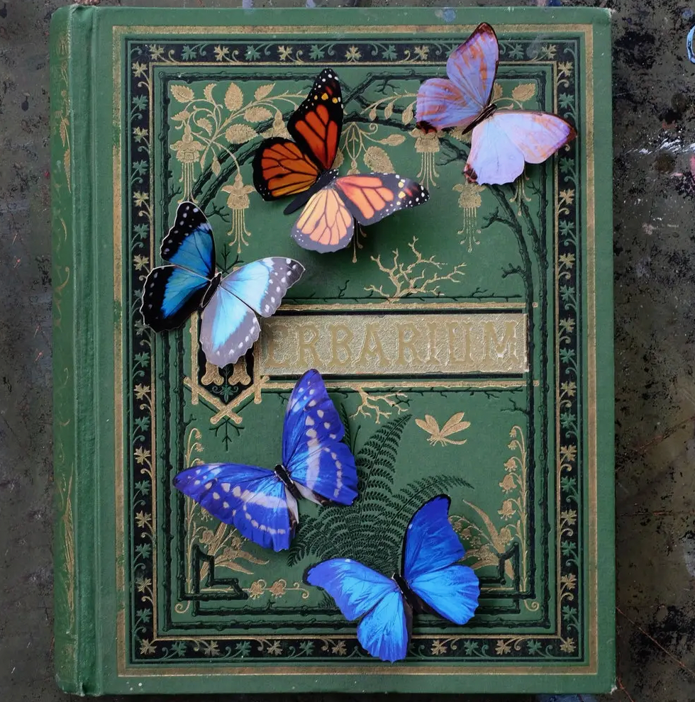 MOTH & MYTH | Morphos & Monarch Butterfly Set