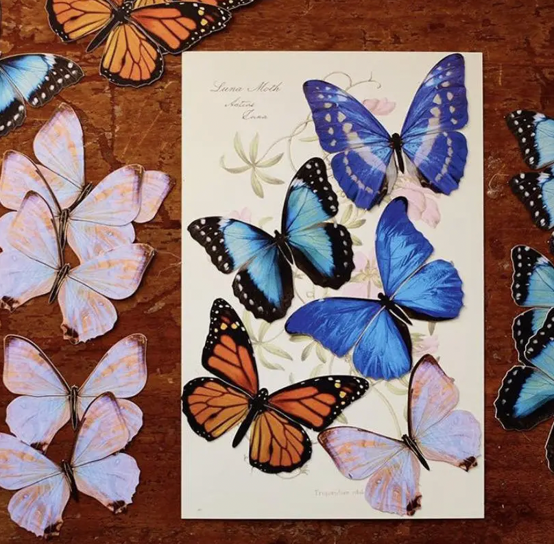 MOTH & MYTH | Morphos & Monarch Butterfly Set